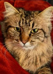 Lost Female Cat last seen 72nd Street and Slide Road, Lubbock, TX 79424