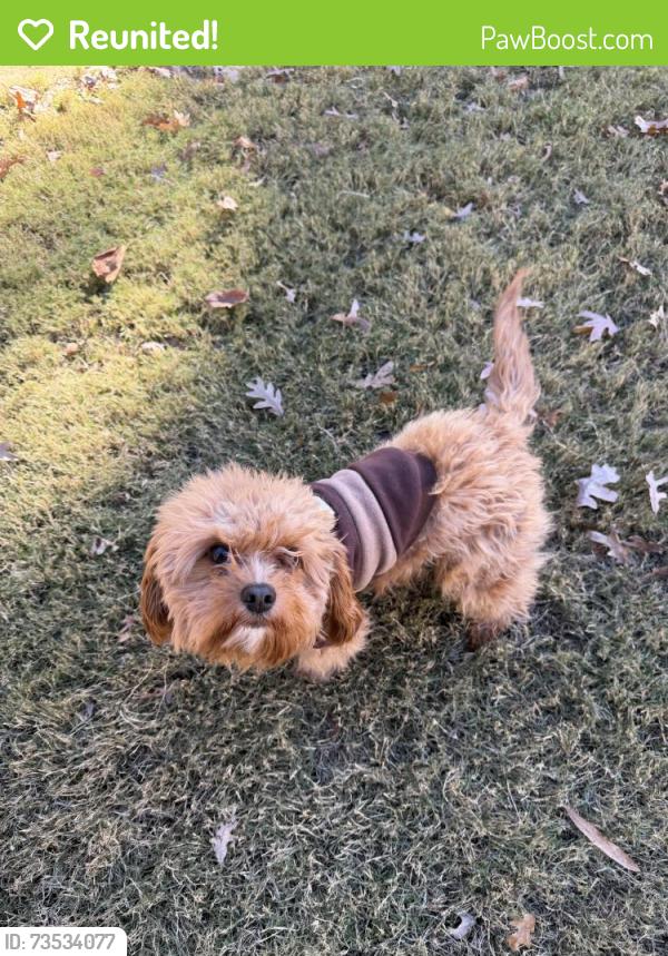 Reunited Male Dog last seen Cabarrus station rd, Midland, NC 28107