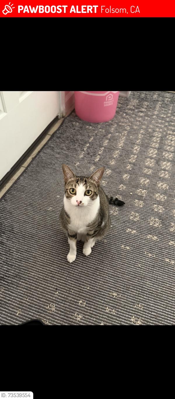 Lost Female Cat last seen carpenter hill folsom, Folsom, CA 95630
