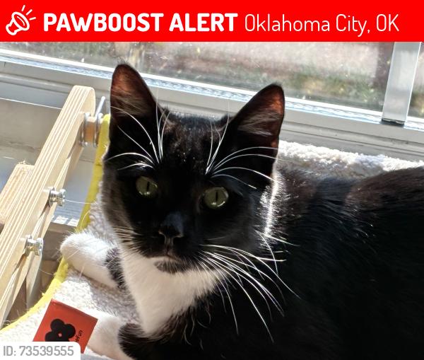 Lost Male Cat last seen 23rd & Penn, Oklahoma City, OK 73106