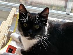 Lost Male Cat last seen 23rd & Penn, Oklahoma City, OK 73106