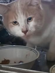 Found/Stray Unknown Cat last seen Brown and country club dr Mesa, Mesa, AZ 85210
