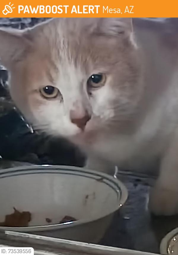 Found/Stray Unknown Cat last seen Brown and country club dr Mesa, Mesa, AZ 85210