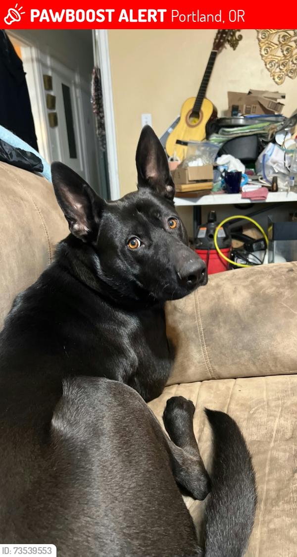 Lost Male Dog last seen Johnson Creek Fred Meyers, Portland, OR 97206