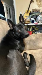 Lost Male Dog last seen Johnson Creek Fred Meyers, Portland, OR 97206