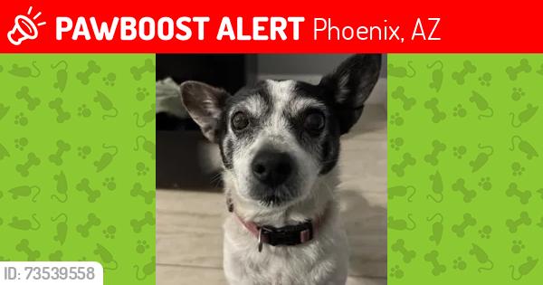 Lost Female Dog last seen 31st and northern, Phoenix, AZ 85051