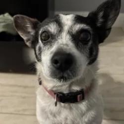 Lost Female Dog last seen 31st and northern, Phoenix, AZ 85051