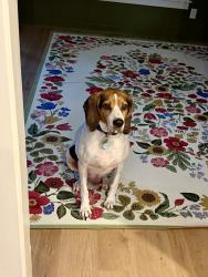 Reunited Male Dog last seen Sunny Meadows Rd and Memphis Arlington, Memphis, TN 38135