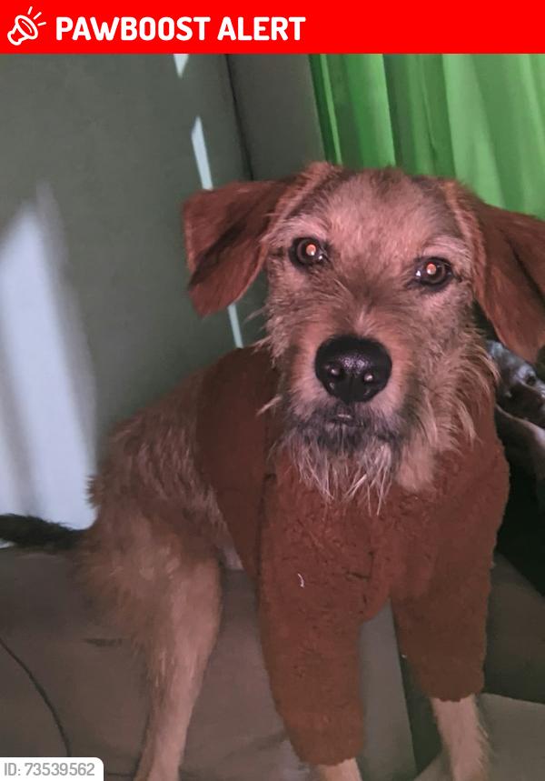 Lost Male Dog last seen Dr Laureano, Prefeito braulino de Matos Reis e rua Ipanema, Vila Leopoldina, RJ 25060-445