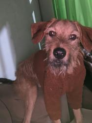 Lost Male Dog last seen Dr Laureano, Prefeito braulino de Matos Reis e rua Ipanema, Vila Leopoldina, RJ 25060-445