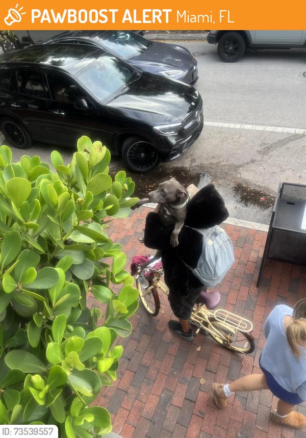 Found/Stray Unknown Dog last seen Near, Miami, FL 33133