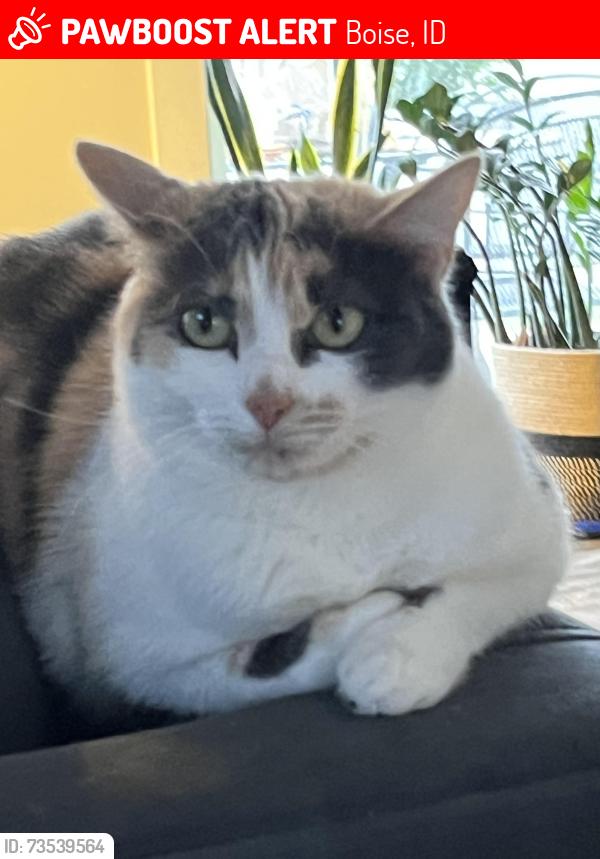 Lost Female Cat last seen Lassen, Boise, ID 83703