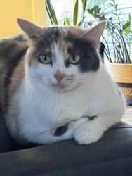 Lost Female Cat last seen Lassen, Boise, ID 83703