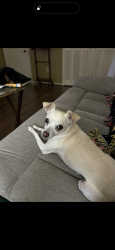 Lost Female Dog last seen Thunderbird and Lancaster, Sun City, AZ 85351