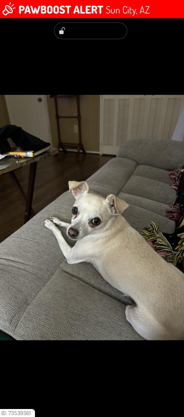Lost Female Dog last seen Thunderbird and Lancaster, Sun City, AZ 85351