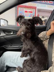 Reunited Female Dog last seen San Gabriel, San Gabriel, CA 91776