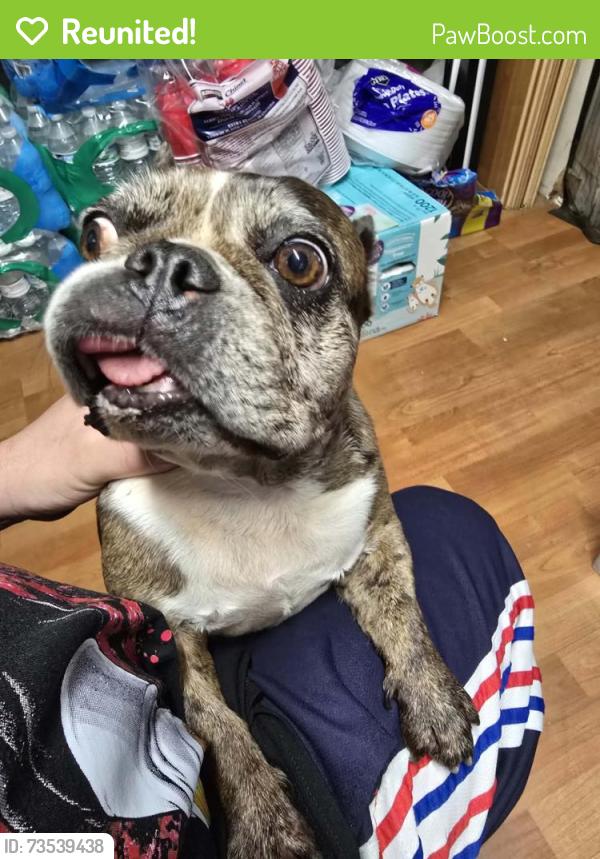 Reunited Female Dog last seen H street and Broadway, Chula Vista, CA 91910