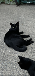 Lost Male Cat last seen Mill Lake, Abbotsford, BC 