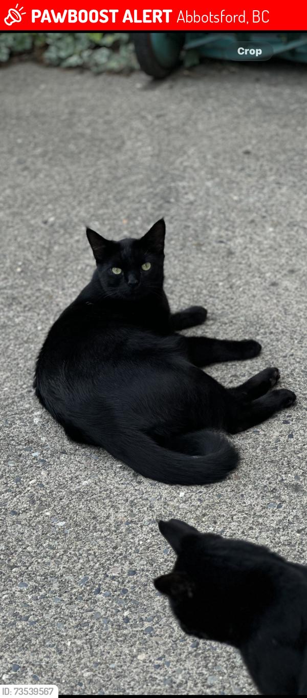 Lost Male Cat last seen Mill Lake, Abbotsford, BC 