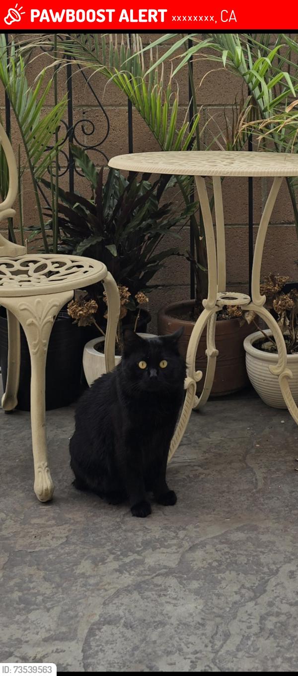 Lost Male Cat last seen N Chevy Chase, Глендейл, CA 91206