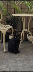 Lost Male Cat last seen N Chevy Chase, Глендейл, CA 91206
