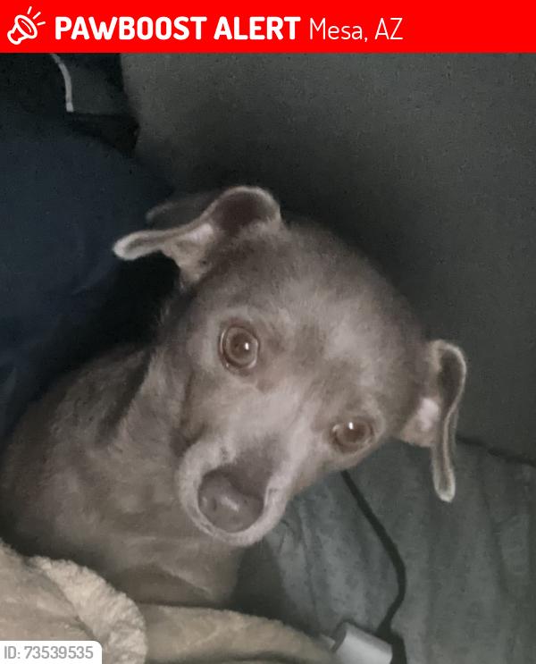 Lost Female Dog last seen Gray chihuahua, Mesa, AZ 85203