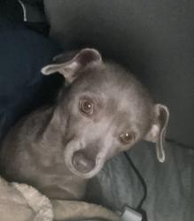 Lost Female Dog last seen Gray chihuahua, Mesa, AZ 85203