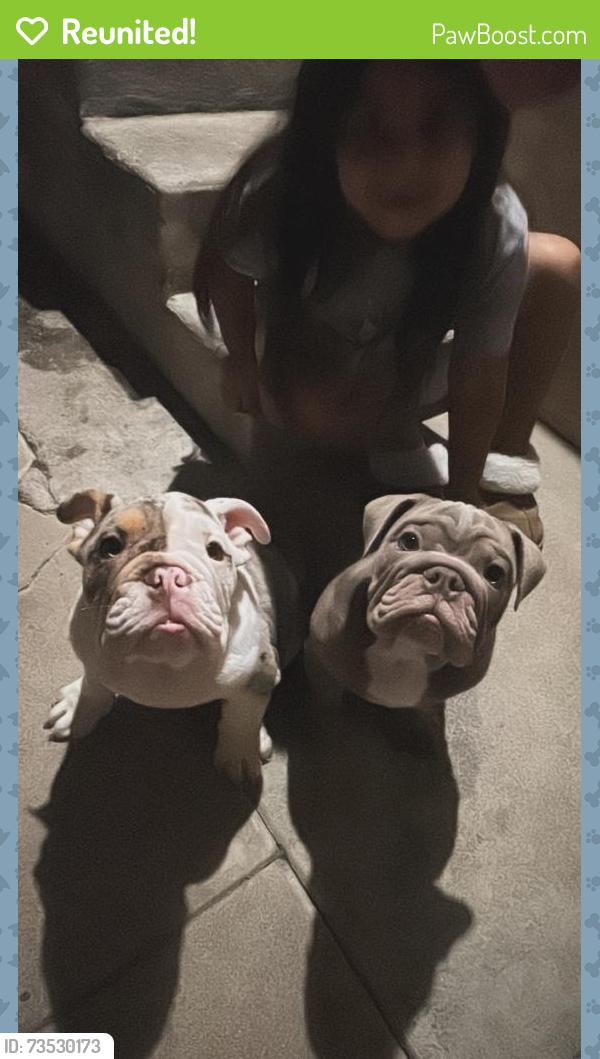 Reunited Male Dog last seen Culver & Michelson, Irvine, CA 92612
