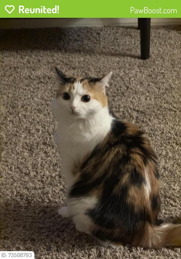 Reunited Female Cat last seen Sw 44th and county line, Oklahoma City, OK 73179