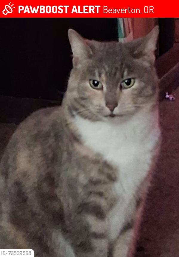 Lost Female Cat last seen 185th by Aloha high school, Beaverton, OR 97078