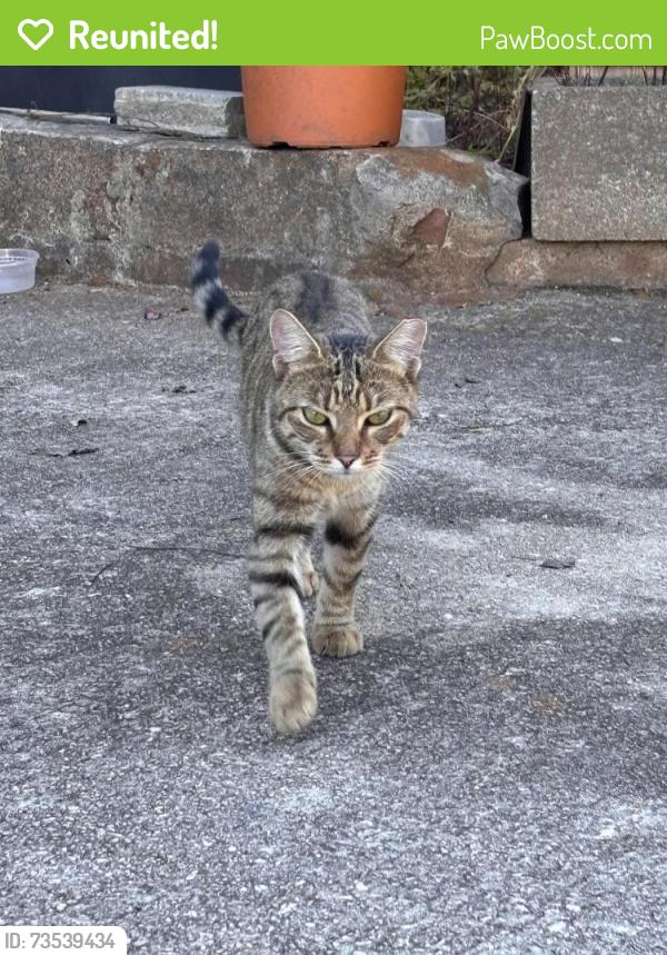 Reunited Female Cat last seen Columbia Drive near The Good Dr, Belvedere Park, GA 30032