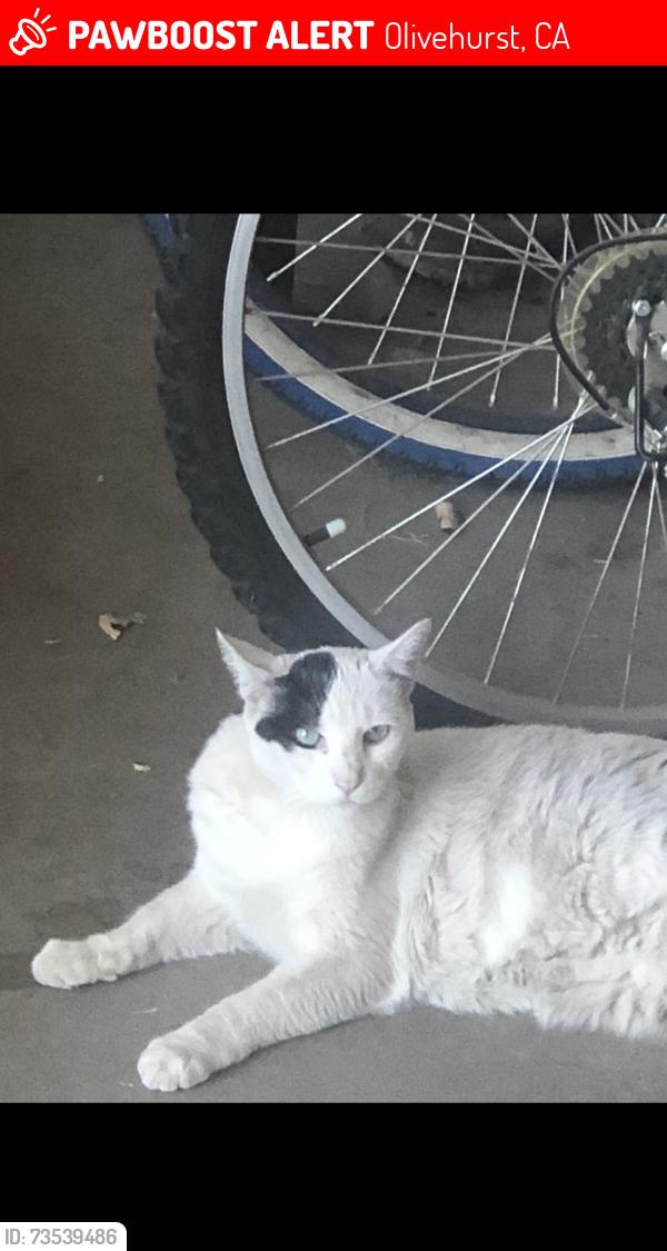 Lost Female Cat last seen Fleming, Olivehurst, CA 95961