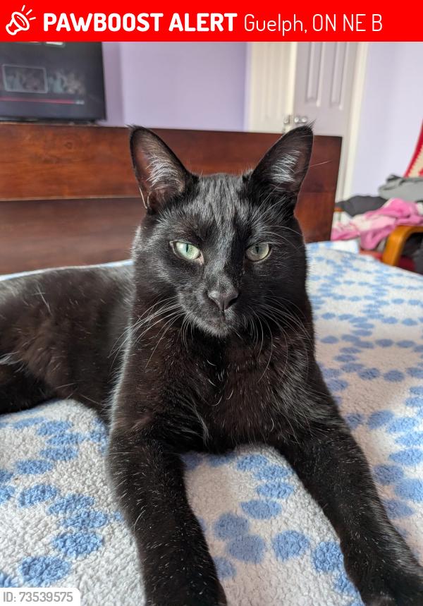 Lost Male Cat last seen Summit Ridge Park, Guelph, ON N1E 0B7