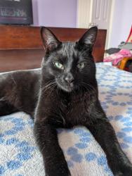Lost Male Cat last seen Summit Ridge Park, Guelph, ON N1E 0B7