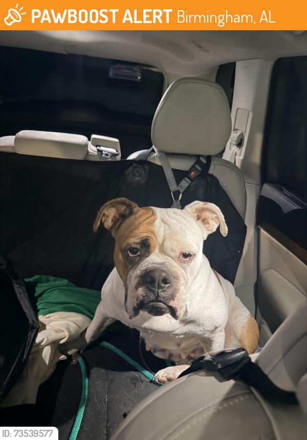 Found/Stray Female Dog last seen On I-20 headed to downtown from Woodlawn. Dog was walking in the emergency lane., Birmingham, AL 35212