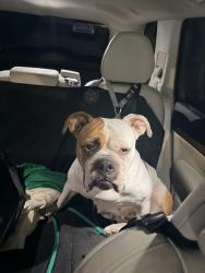 Found/Stray Female Dog last seen On I-20 headed to downtown from Woodlawn. Dog was walking in the emergency lane., Birmingham, AL 35212
