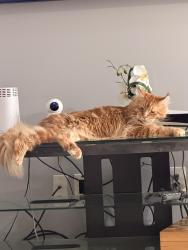 Lost Male Cat last seen Near Waterford way east, Richmond, VA 23233