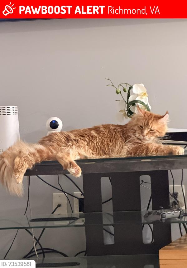 Lost Male Cat last seen Near Waterford way east, Richmond, VA 23233