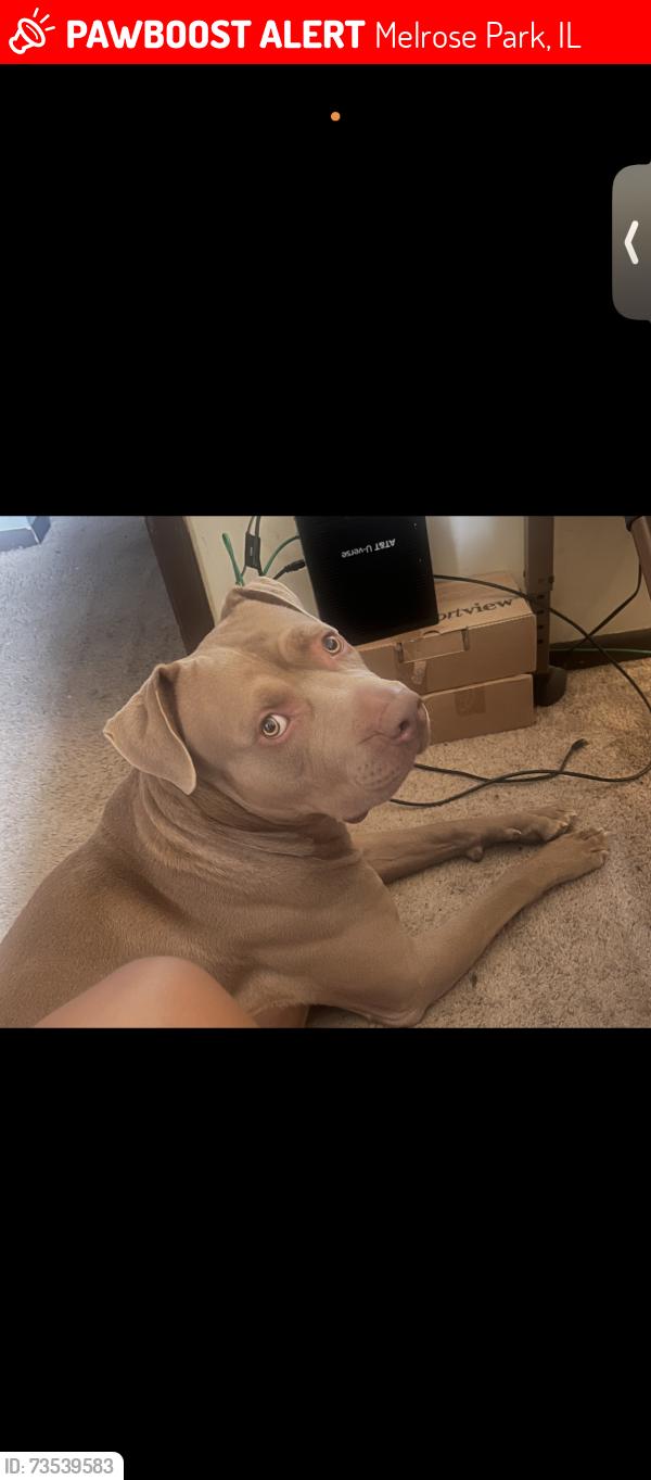 Lost Male Dog last seen North ave and 1st near forest preserve, Melrose Park, IL 60160