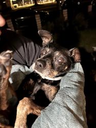 Reunited Male Dog last seen Linden & 23rd, Long Beach, CA 90806