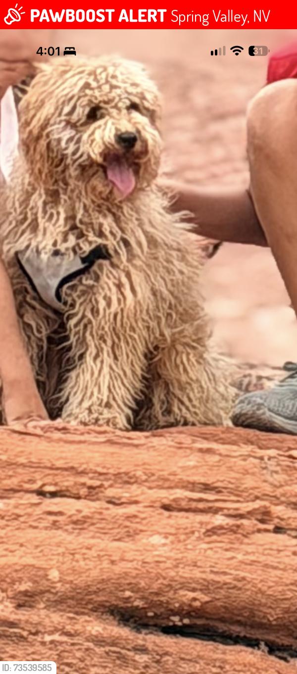 Lost Male Dog last seen Russell and fort Apache, Spring Valley, NV 89148
