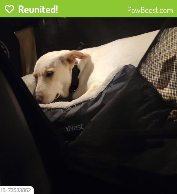 Reunited Female Dog last seen Cedar Pond Pl and Poland Rd, Chantilly, VA 20152
