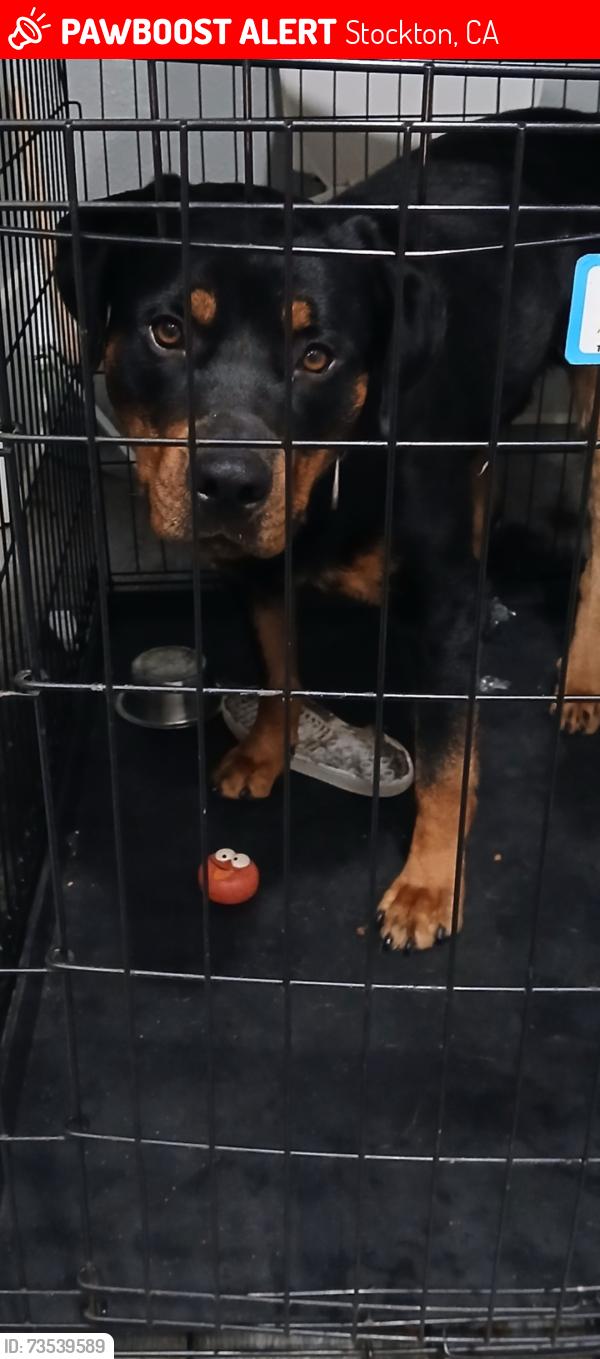 Lost Male Dog last seen Stanislaus st, Stockton, CA 95202