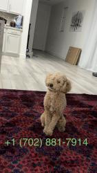 Reunited Male Dog last seen Russell and Grand Canyon, Las Vegas, NV 89148
