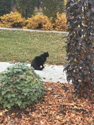 Found/Stray Unknown Cat last seen Bonnie Doon Mall, Edmonton, AB T6C 1B3