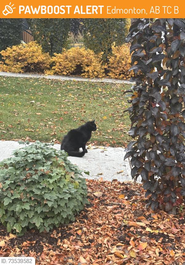 Found/Stray Unknown Cat last seen Bonnie Doon Mall, Edmonton, AB T6C 1B3