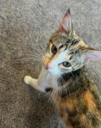 Reunited Female Cat last seen Kenworth Ave, Hamilton, OH 45013