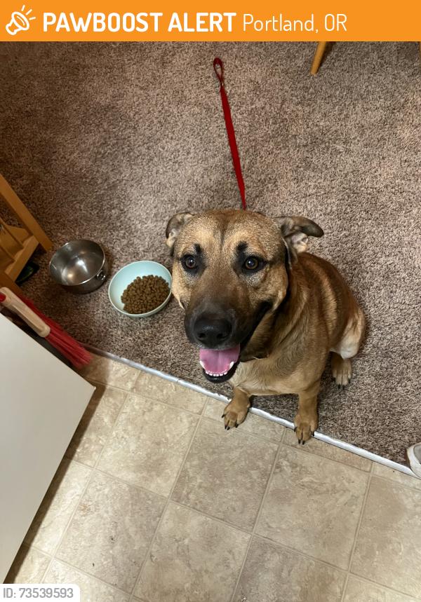 Found/Stray Male Dog last seen NE Fremont and NE 105th Ave, Portland, OR 97220