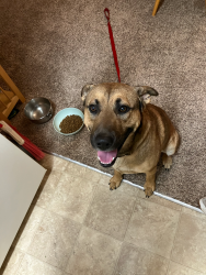 Found/Stray Male Dog last seen NE Fremont and NE 105th Ave, Portland, OR 97220