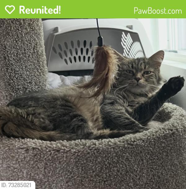 Reunited Female Cat last seen Yale and s hazel ct., Denver, CO 80219